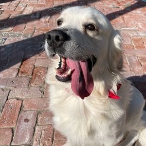 Meet your Posher, Jordan